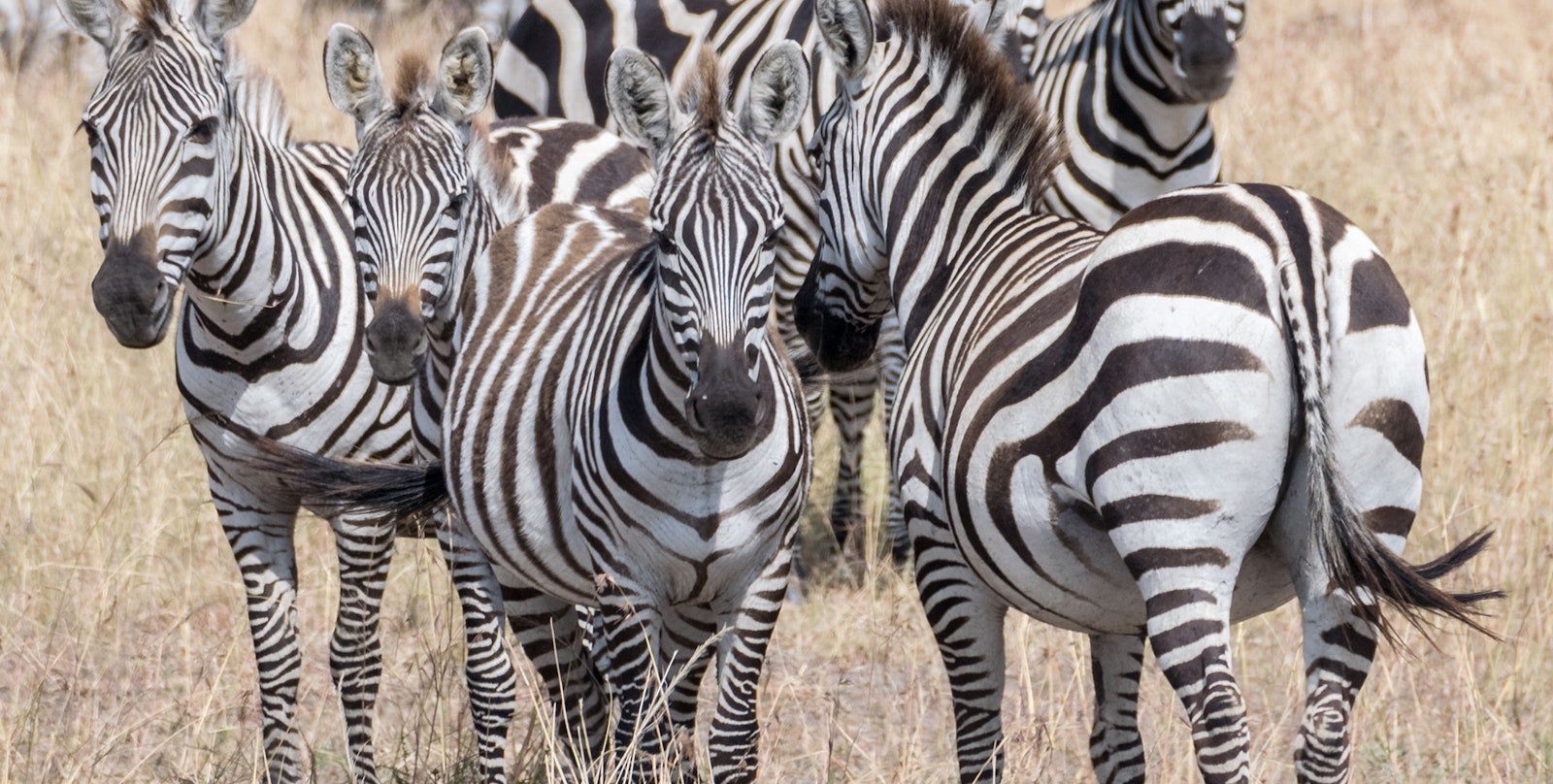 A Dazzle of Zebras Primary Image