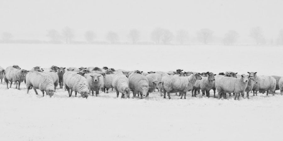 Counting Sheep (And Goats and Alpacas...) Image