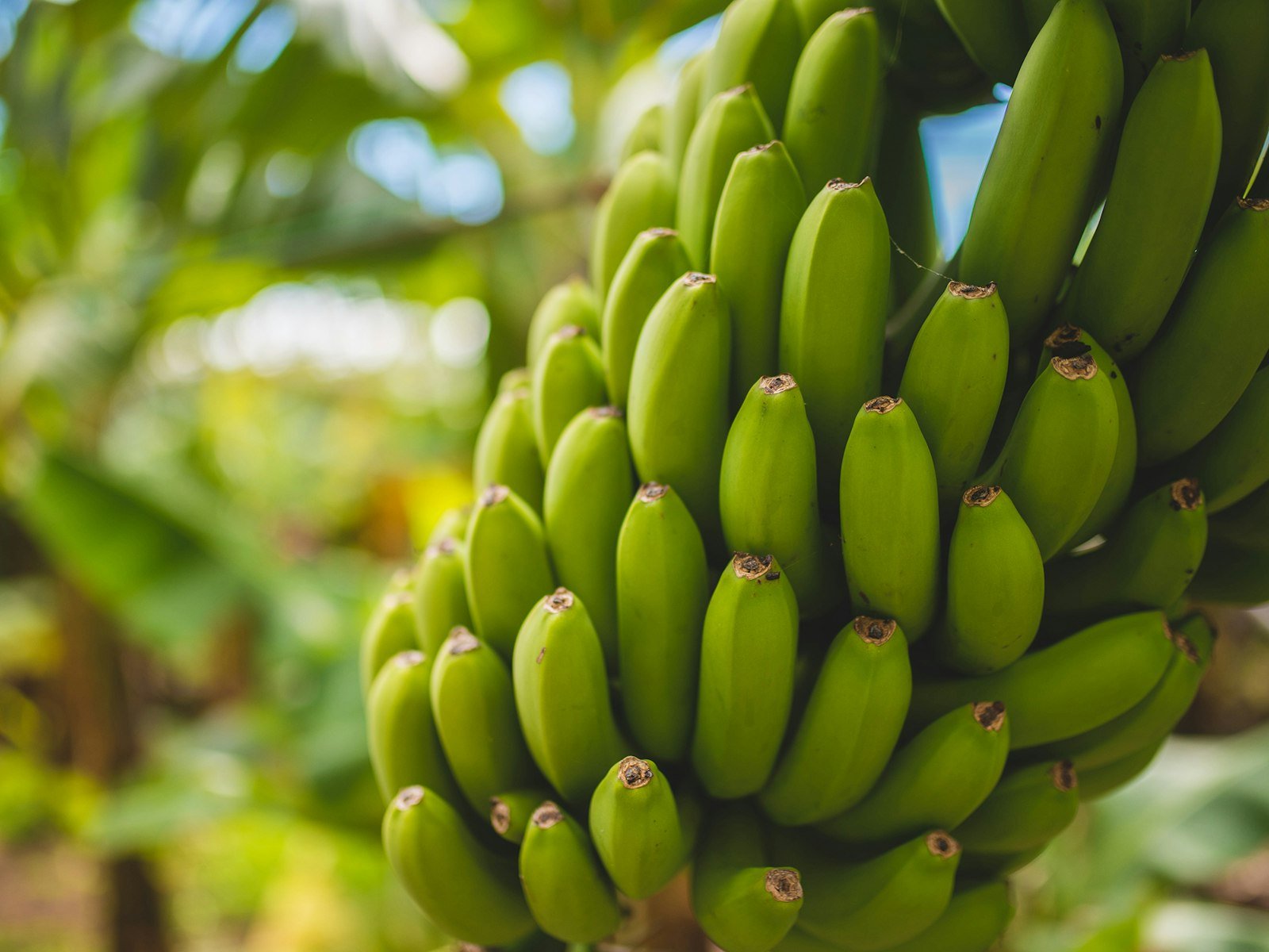 Going Bananas for Banana Fiber Primary Image