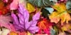 Fall Into Autumn Weaving Image