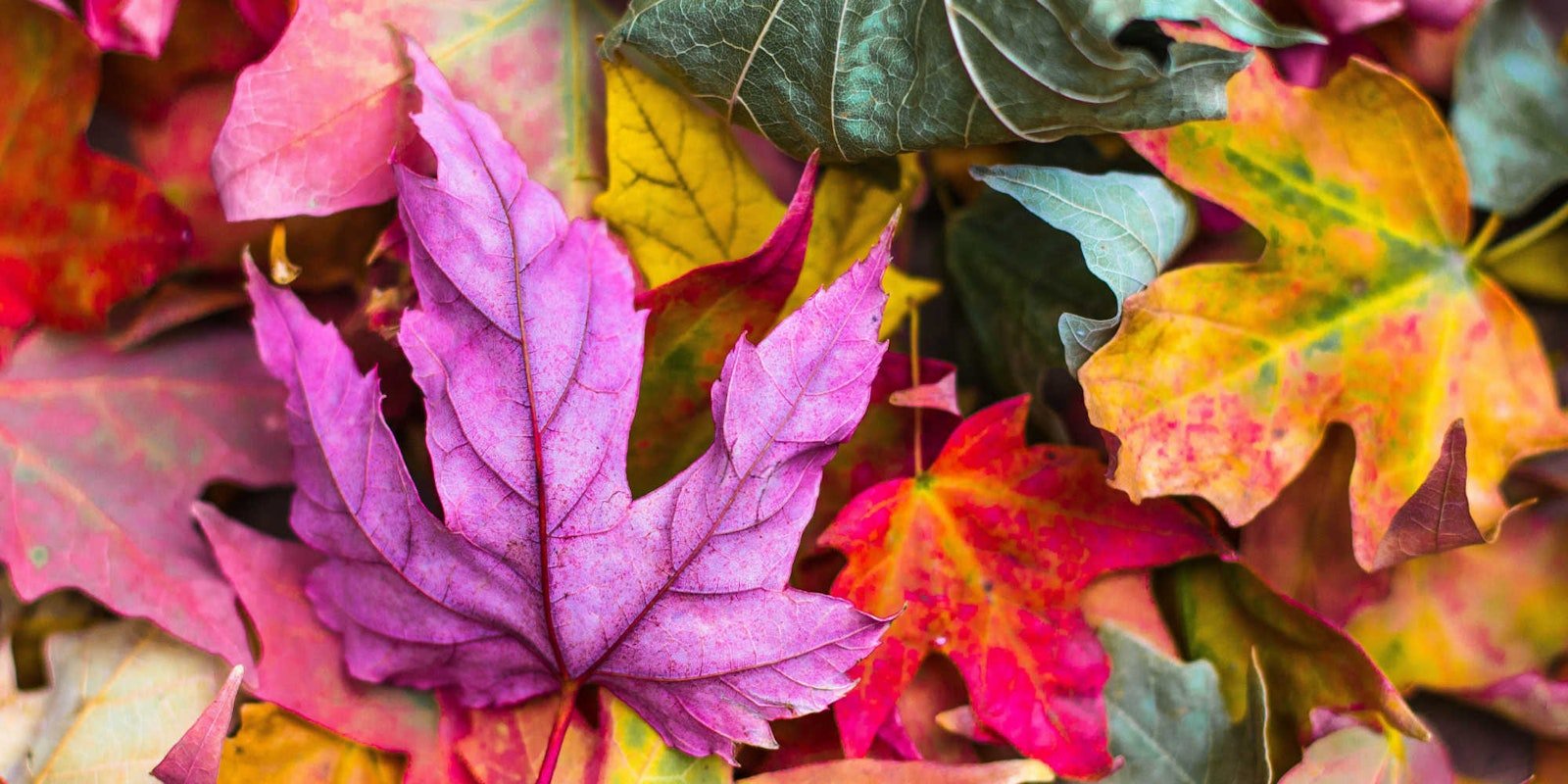 Fall Into Autumn Weaving Primary Image