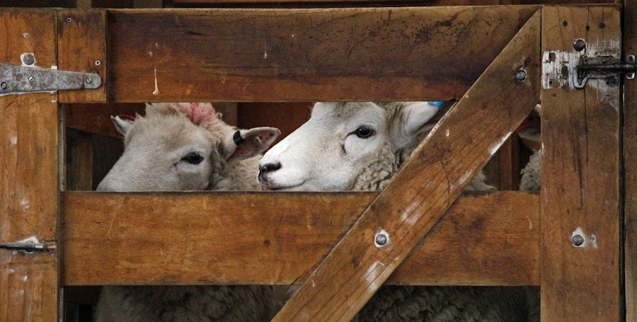 Fiber Festival: Beyond the Shopping Image