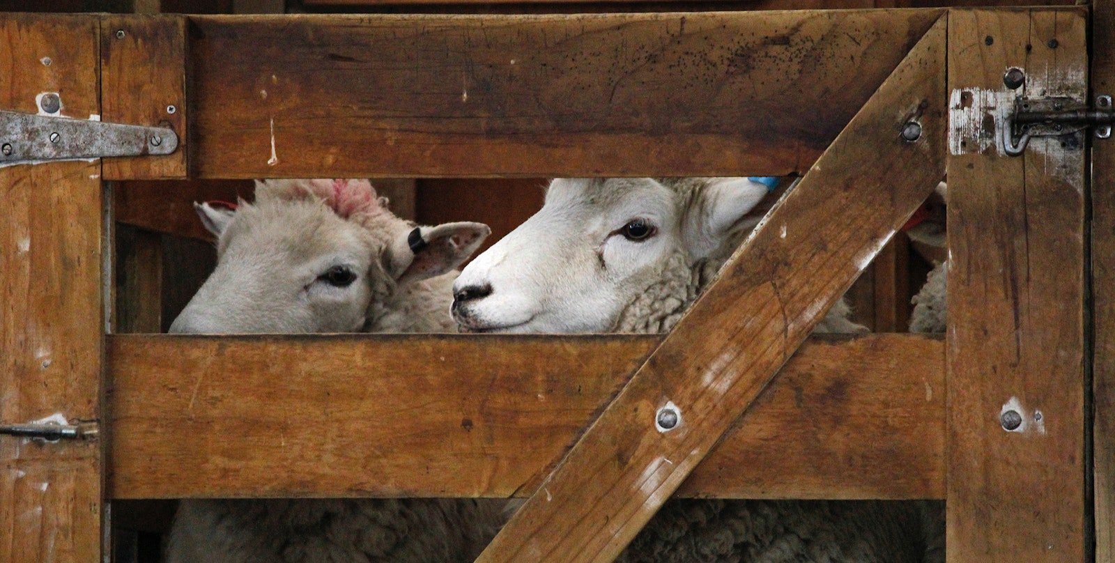 Fiber Festival: Beyond the Shopping Primary Image