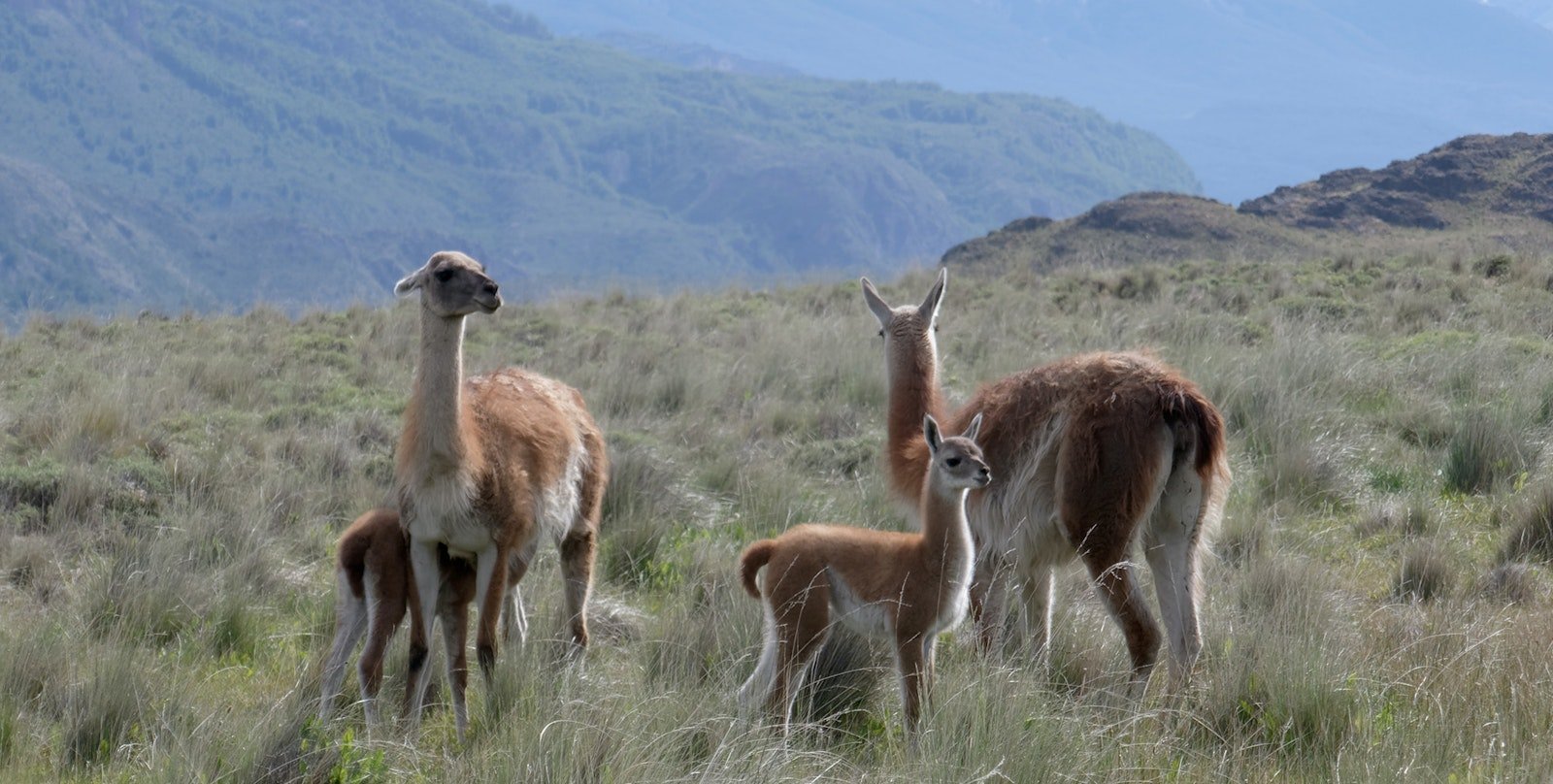 Who Says Weavers Can't Buy Local? Primary Image