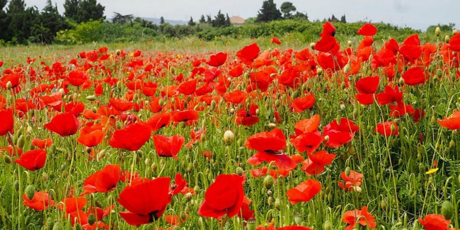 Poppies as Inspiration: Poppies on My Loom Primary Image