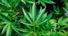 Hemp and the Farm Bill Image