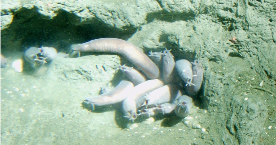Weaving with Hagfish Slime Image
