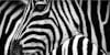 All Warps are Either Solid or Striped – A Glossary of Stripes Image