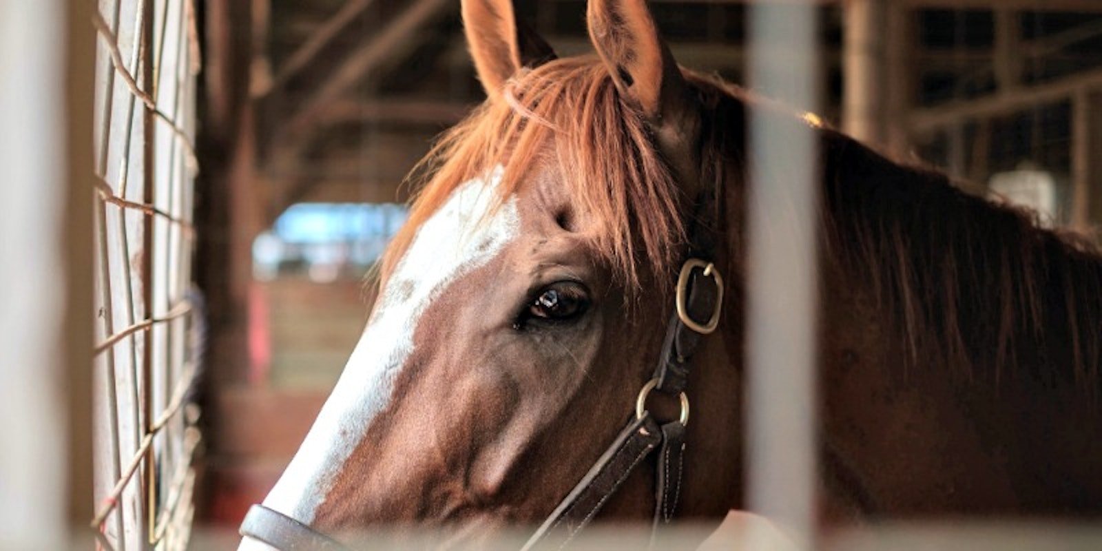 What My Horse Taught Me About Weaving Primary Image