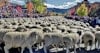 Don‘t Miss Idaho’s Trailing of the Sheep Festival Image
