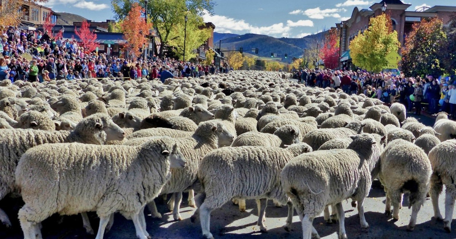 Don‘t Miss Idaho’s Trailing of the Sheep Festival Primary Image