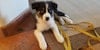 Have You Tried Weaving with a Puppy? Image