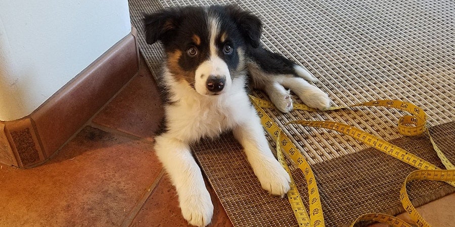 Have You Tried Weaving with a Puppy? Image