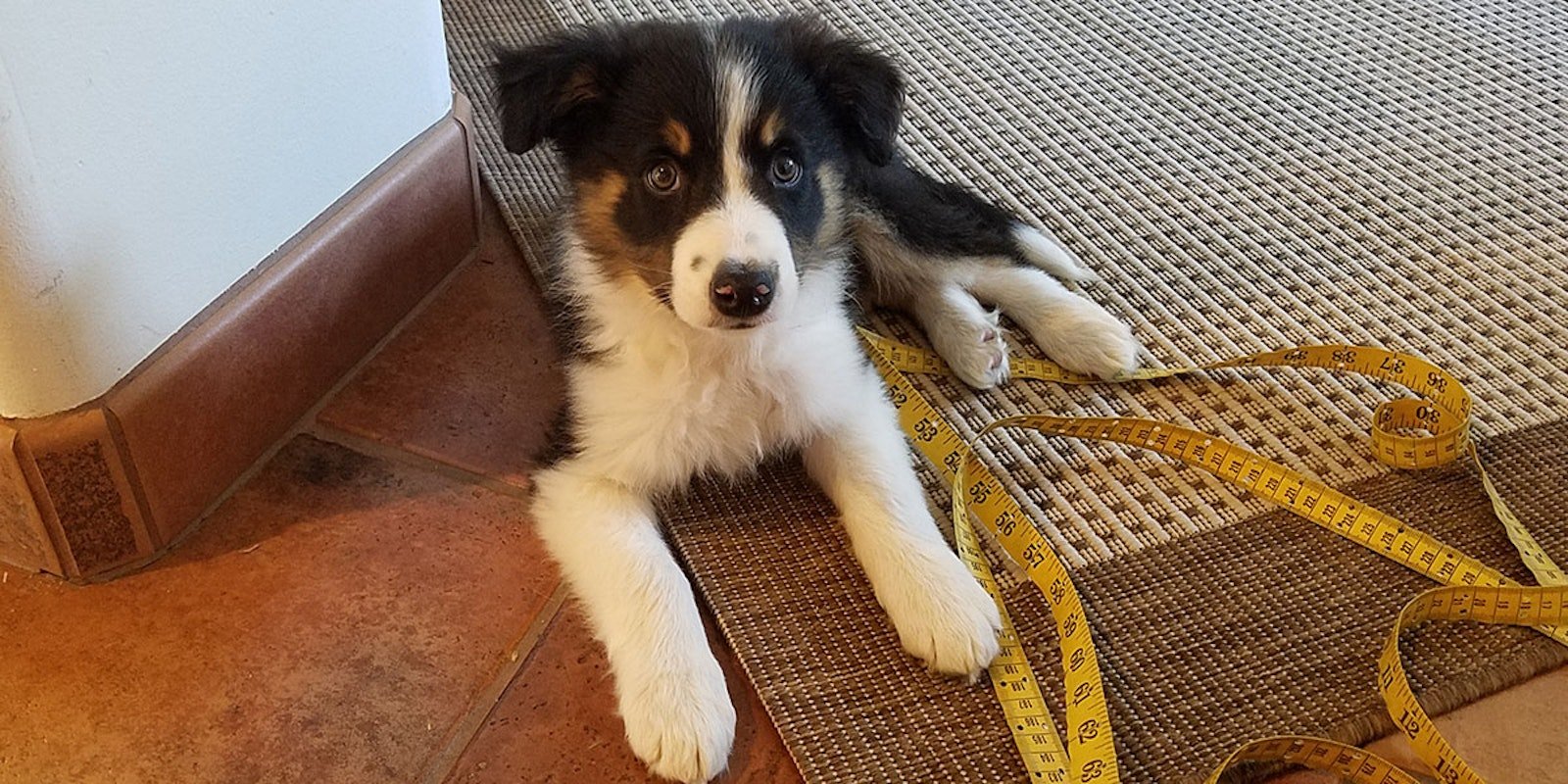 Have You Tried Weaving with a Puppy? Primary Image