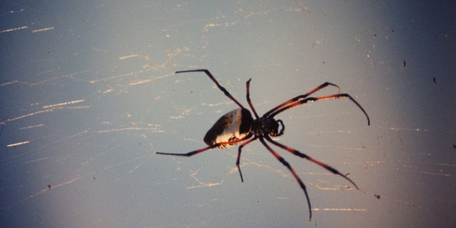 BeWeave It: A Brief History of Harvesting Spider Silk Image