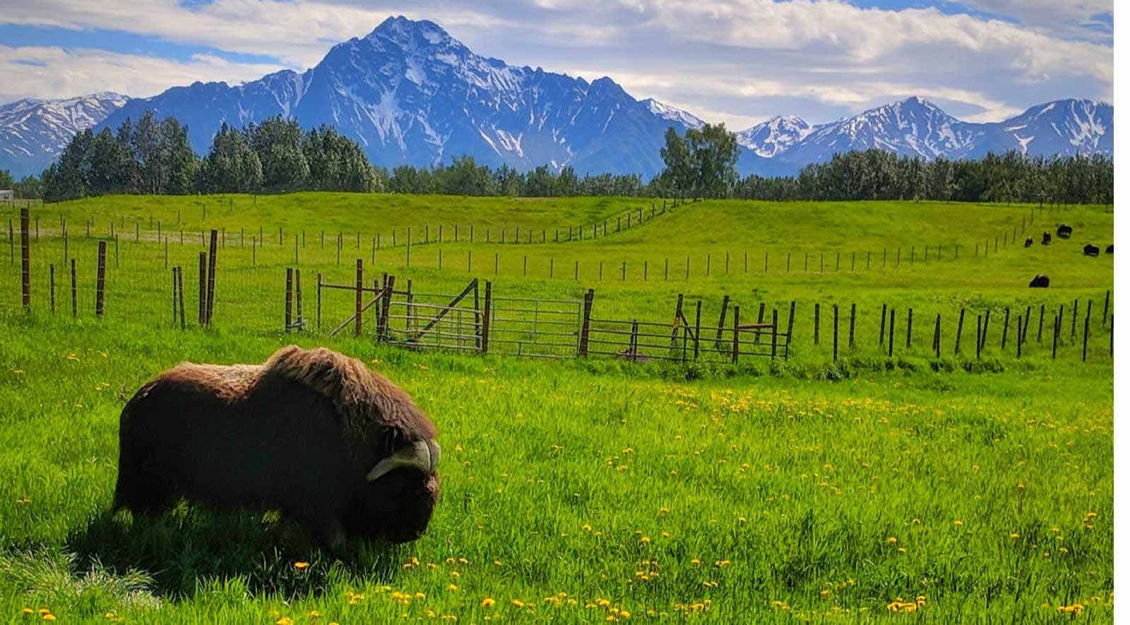 The Musk Ox Farm: Magnificent Mammals, Fantastic Fiber Primary Image