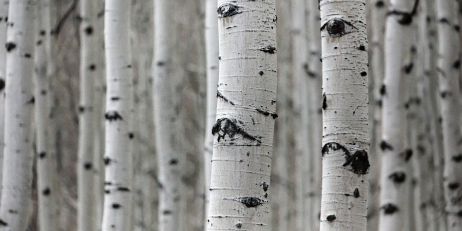 Cloth Inspired by Trees: Two Ways Image