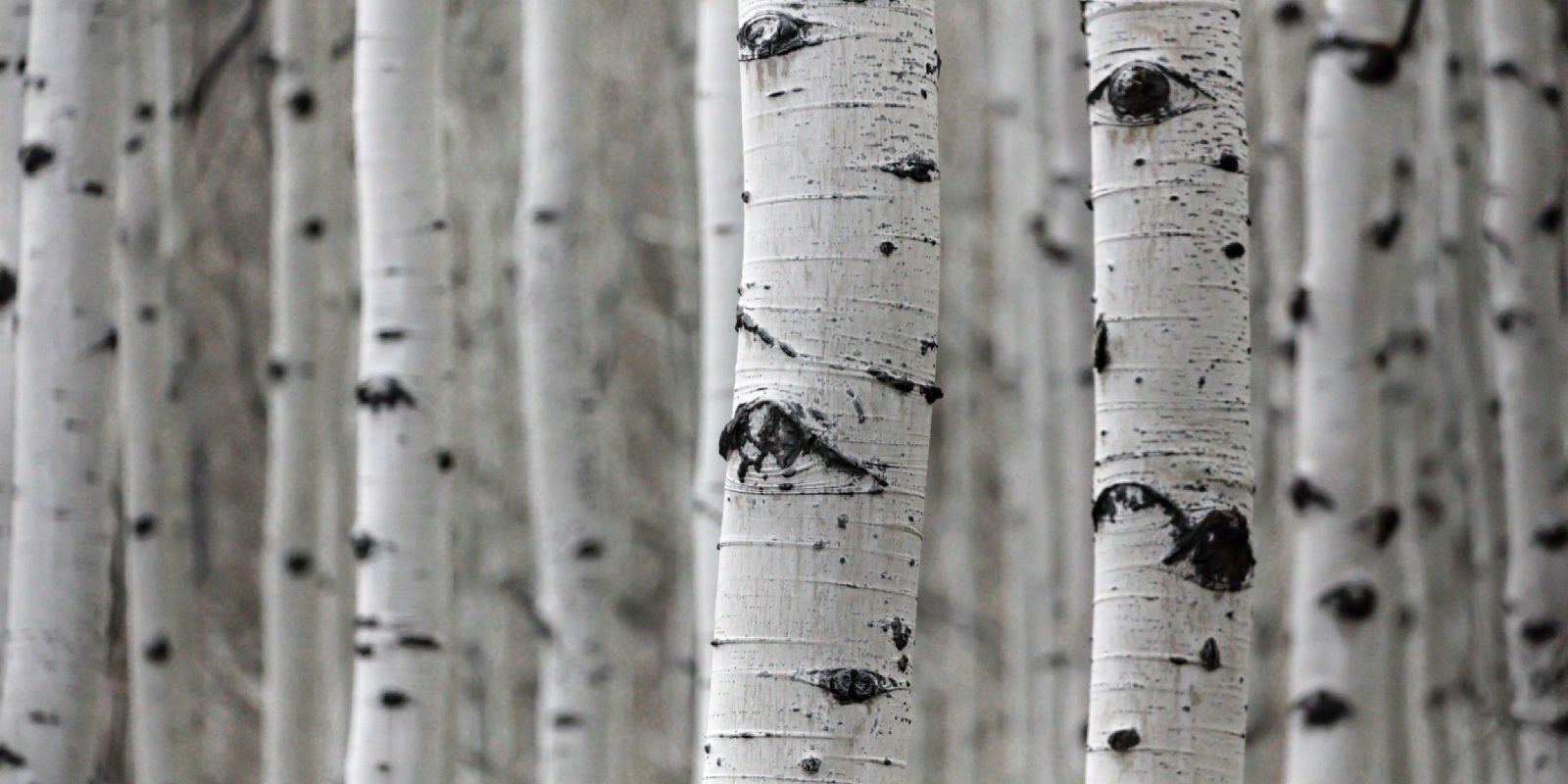 Cloth Inspired by Trees: Two Ways Primary Image