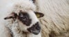 Woolgathering Image