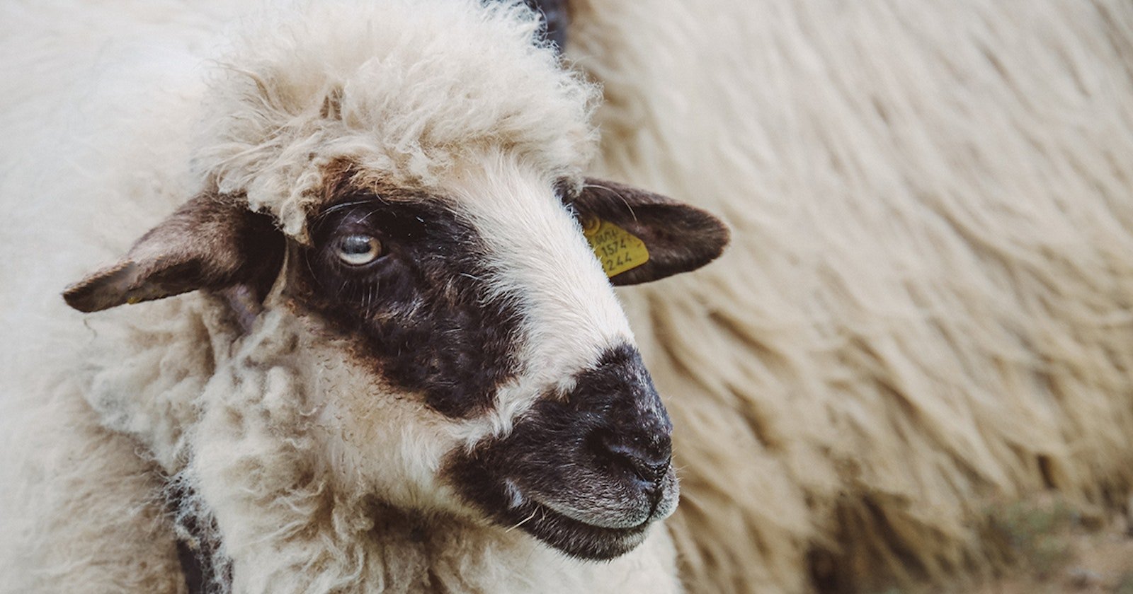 Woolgathering Primary Image