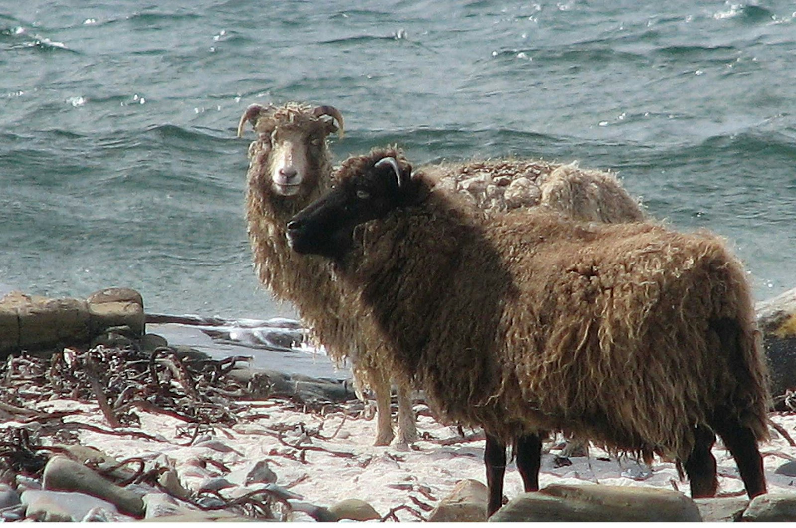 North Ronaldsay Sheep, Rare and Hardy Primary Image