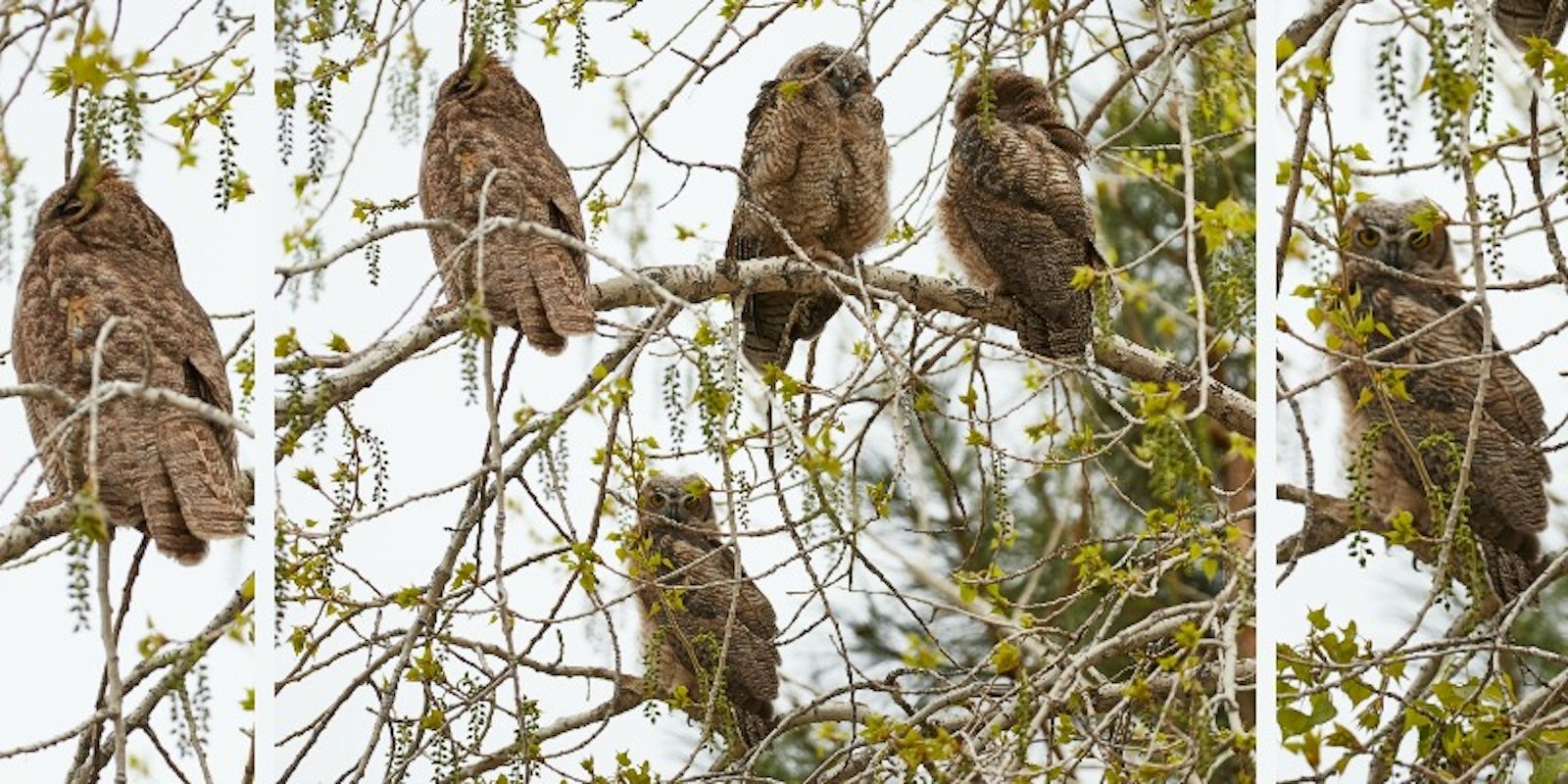 A Heddle of Weavers Primary Image