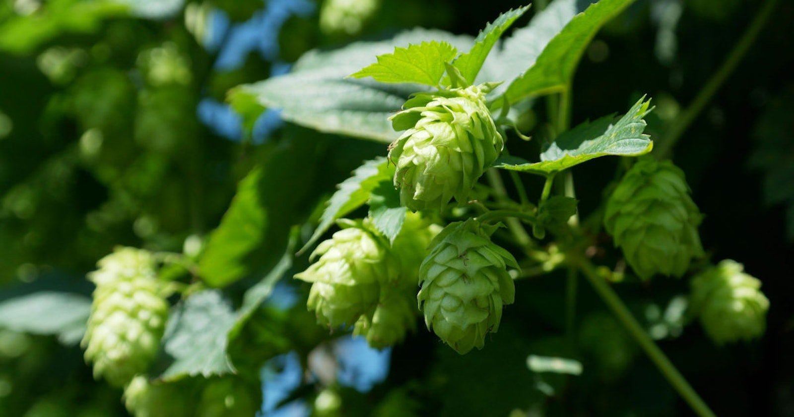 Hoppy Weaving Primary Image