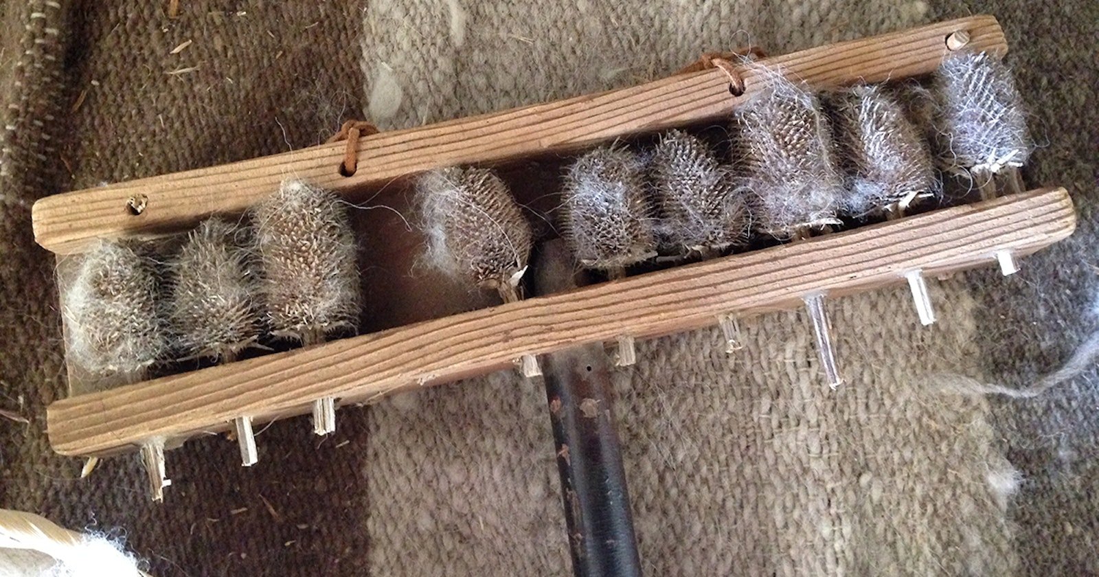 All About the Teasel Hand Primary Image