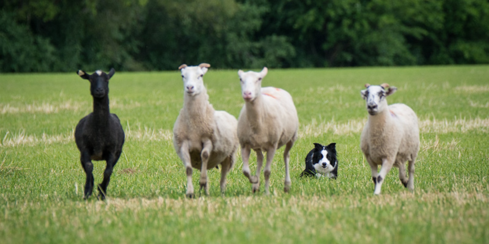 Crook and Whistle: A Peek Inside a Sheep Dog Trial Primary Image