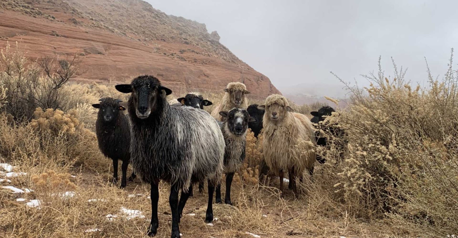 The Diné, Their Sheep, and a Tale of Survival Primary Image