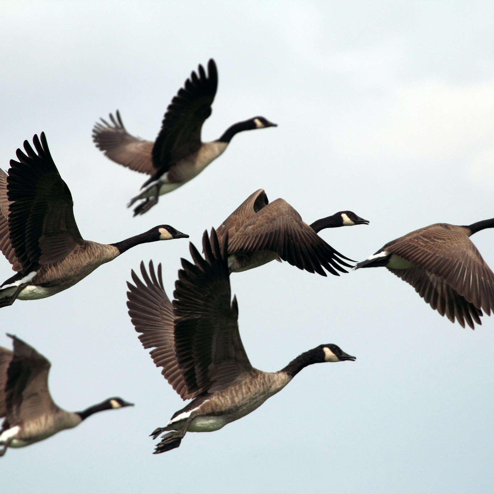 Call for Submissions: Handwoven March/April 2024—Flights of Fancy Primary Image