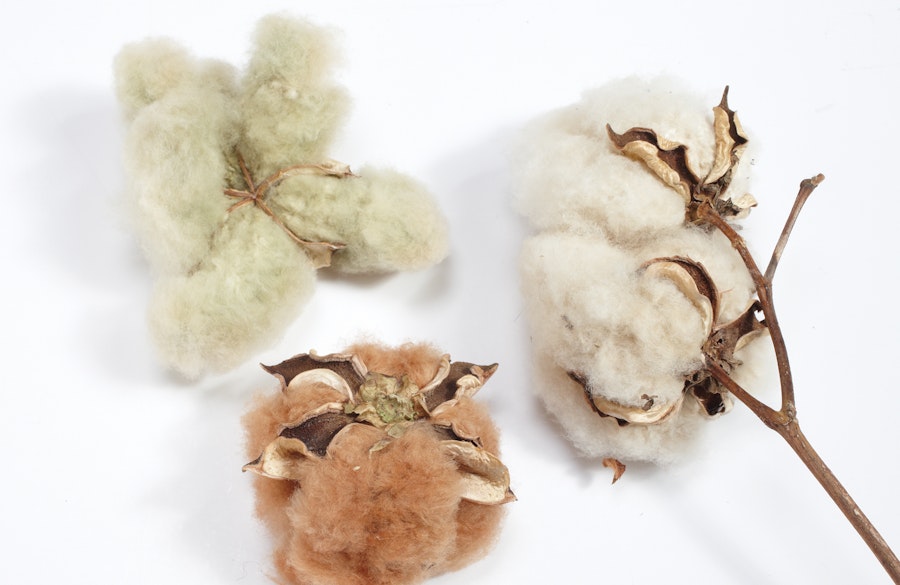 Colored Cottons—Without Dye! Image