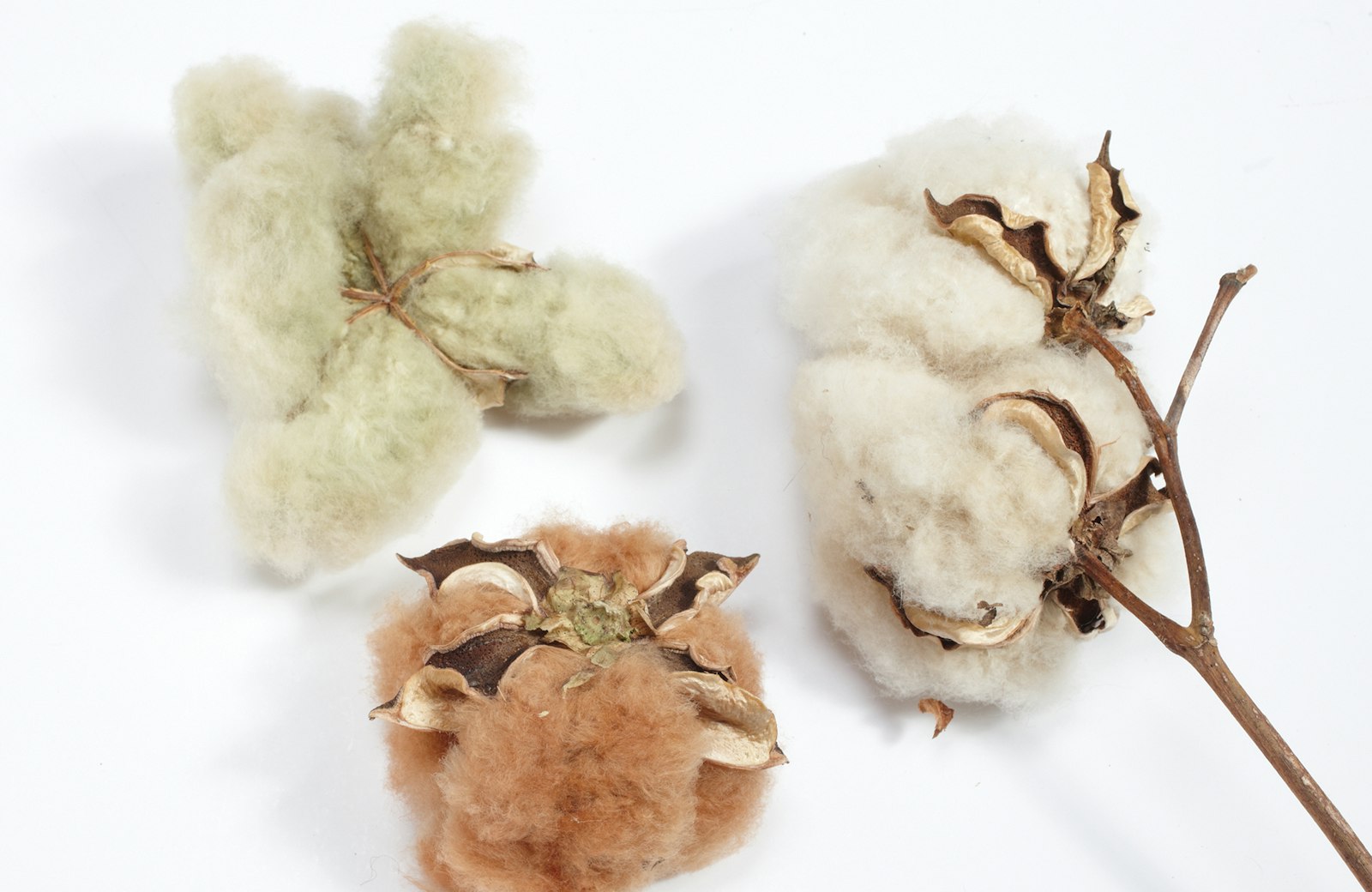 Colored Cottons—Without Dye! Primary Image