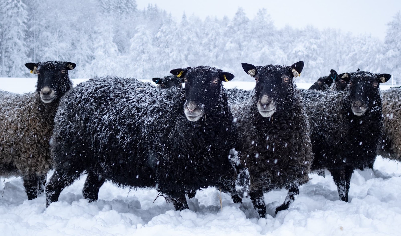 Call for Submissions: Handwoven Winter 2024—Color in Fiber Primary Image