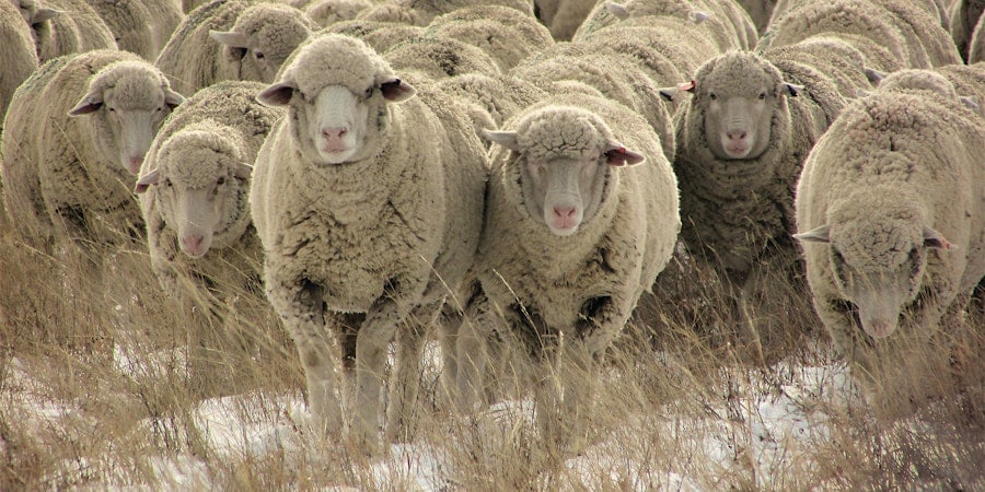 14 Woolly Projects, Just in Time for Winter Image