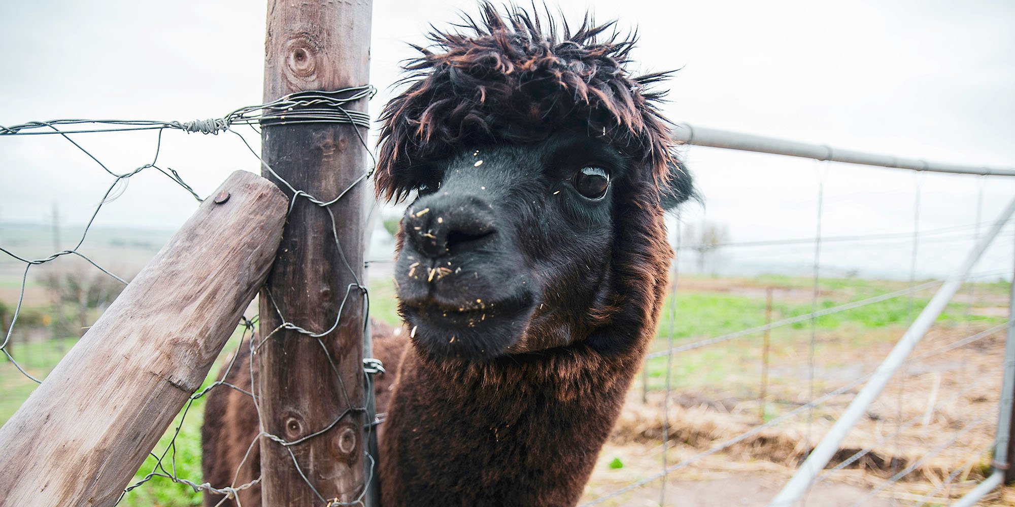 Alpaca: Wooly Warmth without the Itch Factor | Handwoven