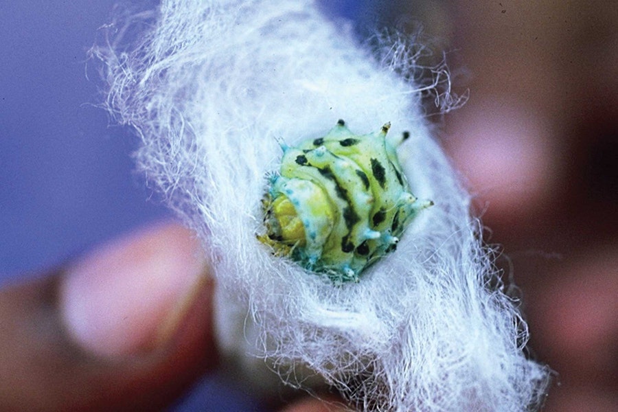 A Glimpse at Eri Silk and How It’s Made Image