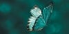 Call for Submissions: Spring 2026—Butterflies and Beautiful Bugs Image