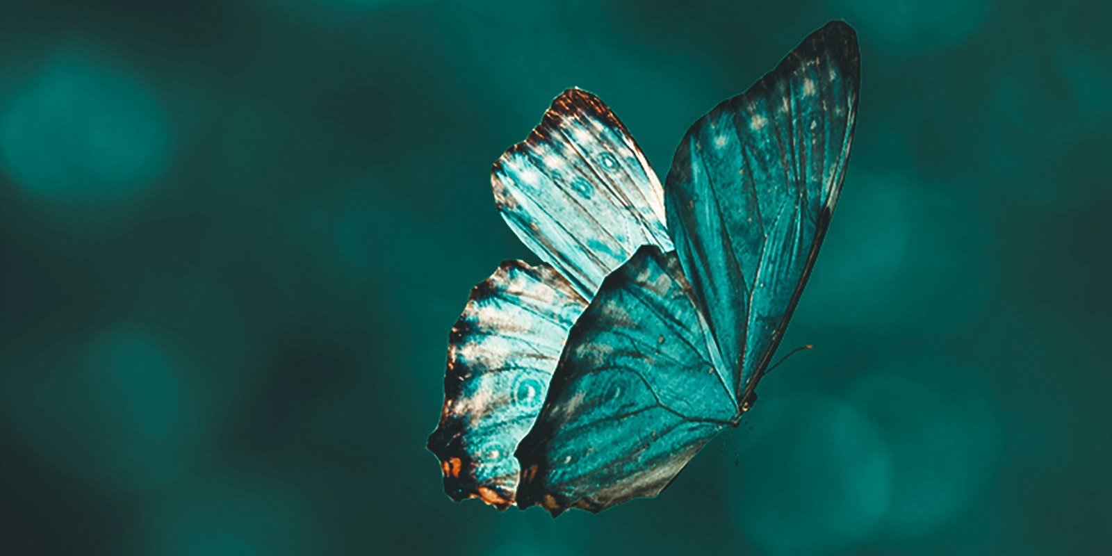 Call for Submissions: Spring 2026—Butterflies and Beautiful Bugs Primary Image