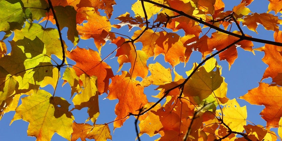 It’s Plaid Time of Year Image