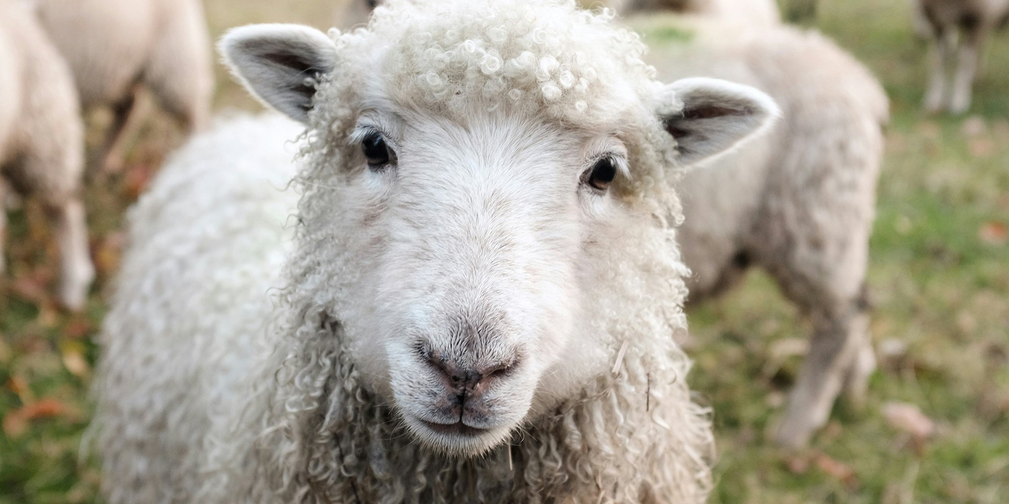 Call for Submissions: Winter 2026—Woolly Pleasures Image